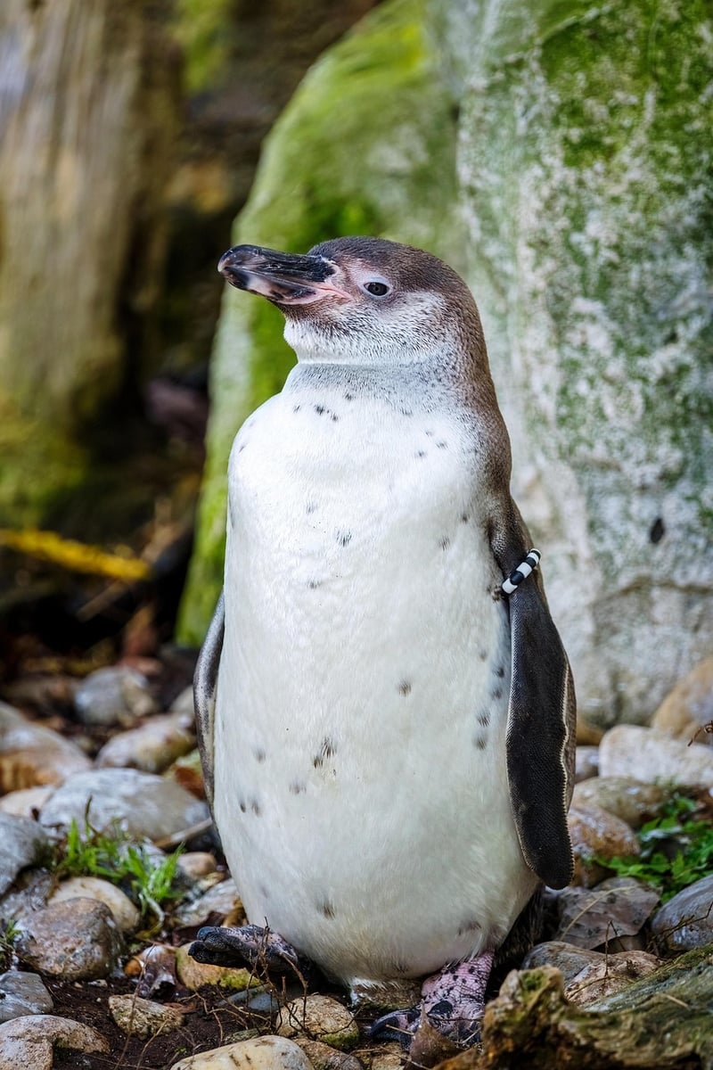 Antarctica Expedition